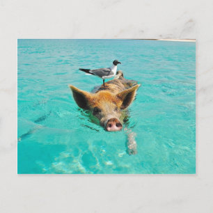 Carte Postale Cochon mignon nageant dans l'eau