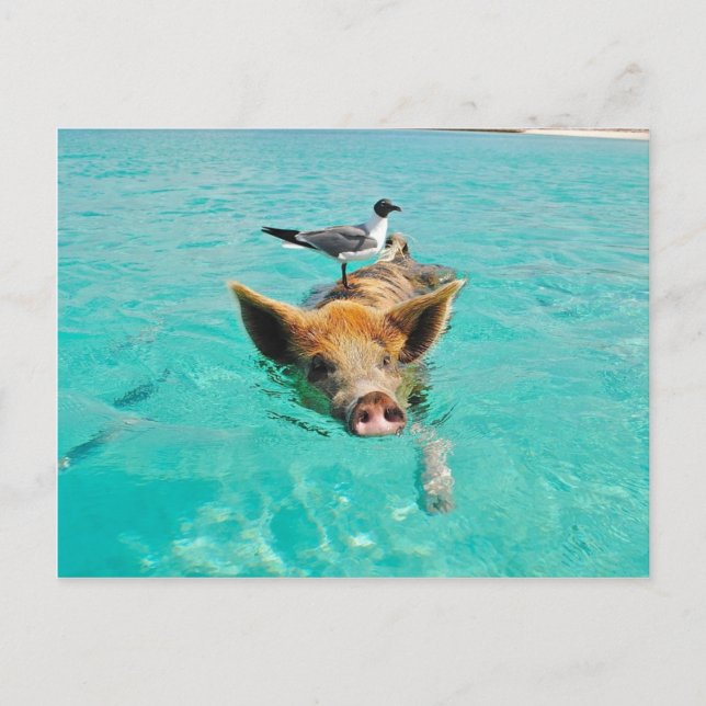 Carte Postale Cochon mignon nageant dans l'eau (Devant)