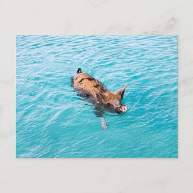 Carte Postale Cochon qui nage d'Exuma (Devant)