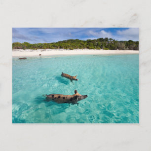 Carte Postale Cochon qui nage d'Exuma