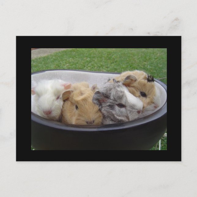 Carte Postale cochons (Devant)