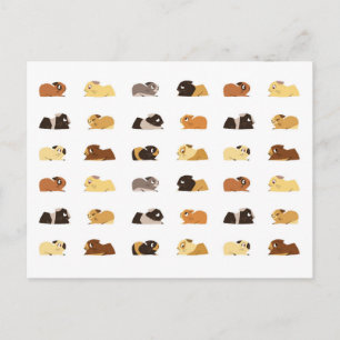 Carte Postale Cochons de Guinée