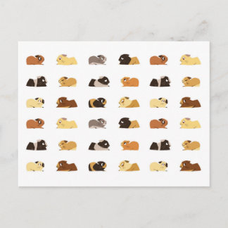 Carte Postale Cochons de Guinée