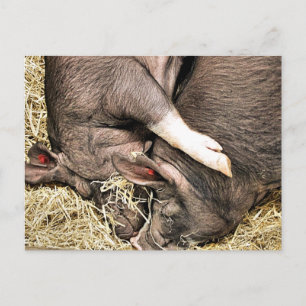 CARTE POSTALE COCHONS MIGNONS