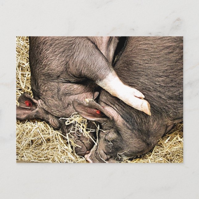 CARTE POSTALE COCHONS MIGNONS (Devant)