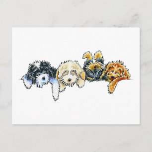 Carte Postale Cockapoos endormis