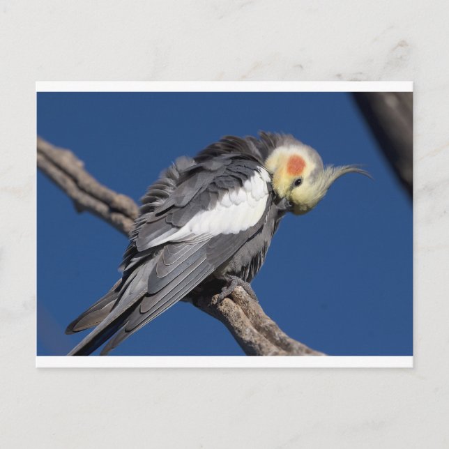 Carte Postale Cockatiel (Devant)