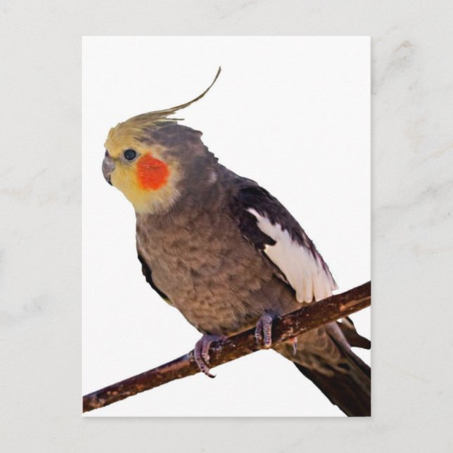 Carte Postale Cockatiel gris et jaune Pet Oiseau couleur photo (Devant)