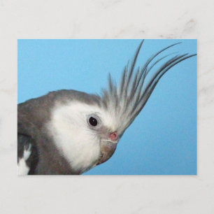 Carte Postale Cockatiel Homme Whiteface