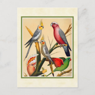 Carte Postale Cockatiels vintages et Cockatoo