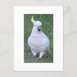 Carte Postale Cockatoo