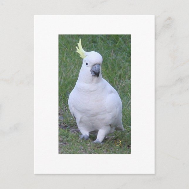 Carte Postale Cockatoo (Devant)