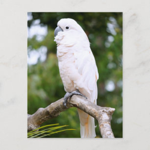 Carte Postale Cockatoo