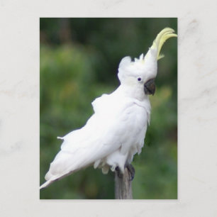 Carte Postale Cockatoo