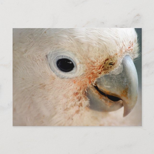 Carte Postale Cockatoo (Devant)