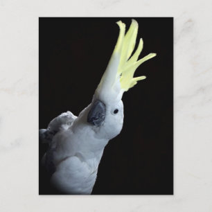 Carte Postale Cockatoo