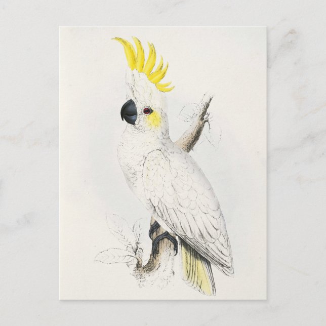 Carte postale Cockatoo à crête jaune (Devant)