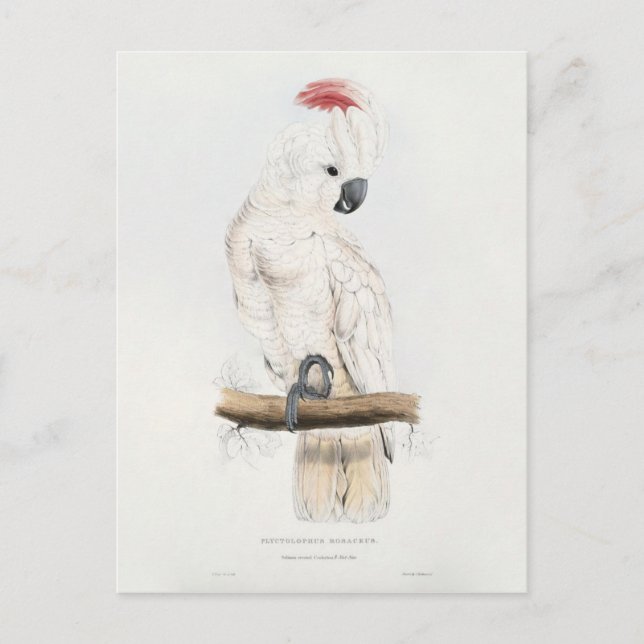 Carte Postale Cockatoo à crête saumon (Devant)