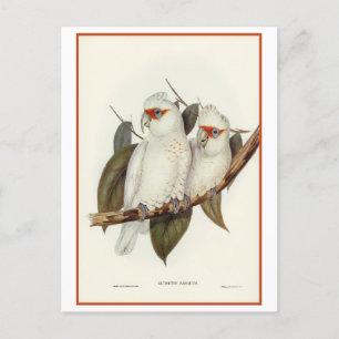 Carte Postale Cockatoo à long bec de Gould Vintage
