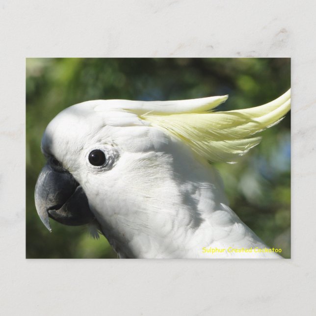 Carte Postale Cockatoo à pois de soufre (Devant)