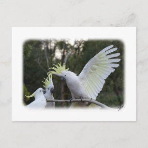 Carte Postale Cockatoo à pois de soufre 9Y319D-079
