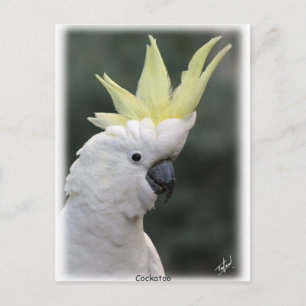 Carte Postale Cockatoo à pois de soufre 9Y331D-005