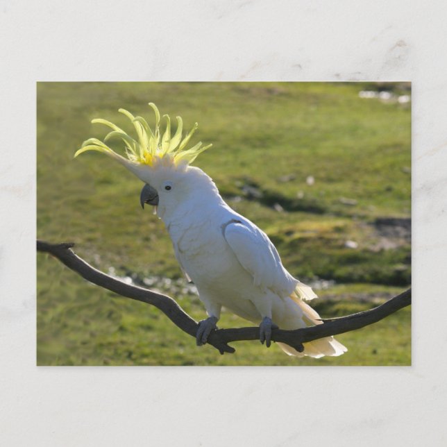 Carte Postale Cockatoo à pois de soufre jaune australien (Devant)