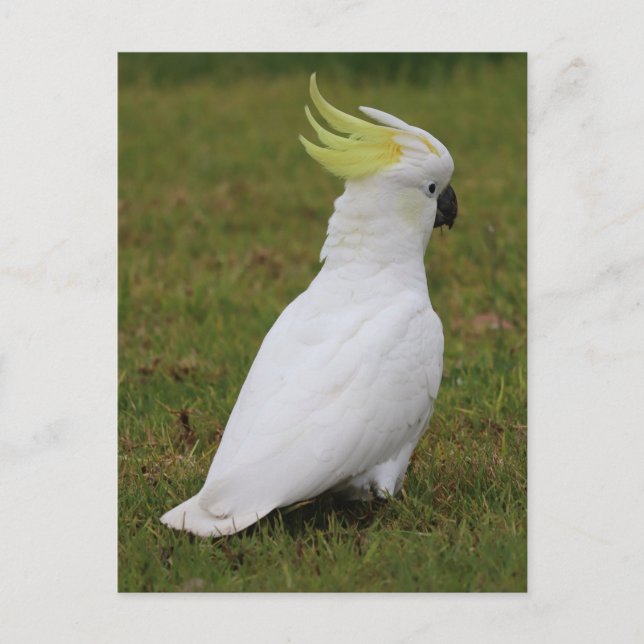 Carte Postale Cockatoo blanc (Devant)