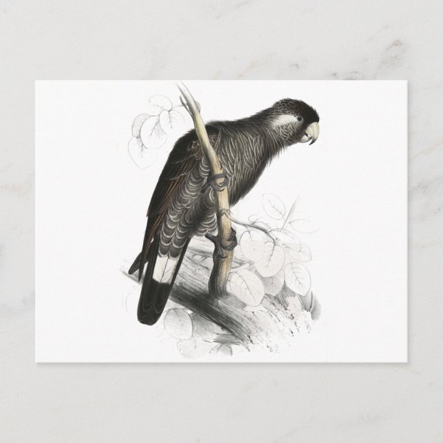 Carte Postale Cockatoo de Baudin par Edward Lear (Devant)