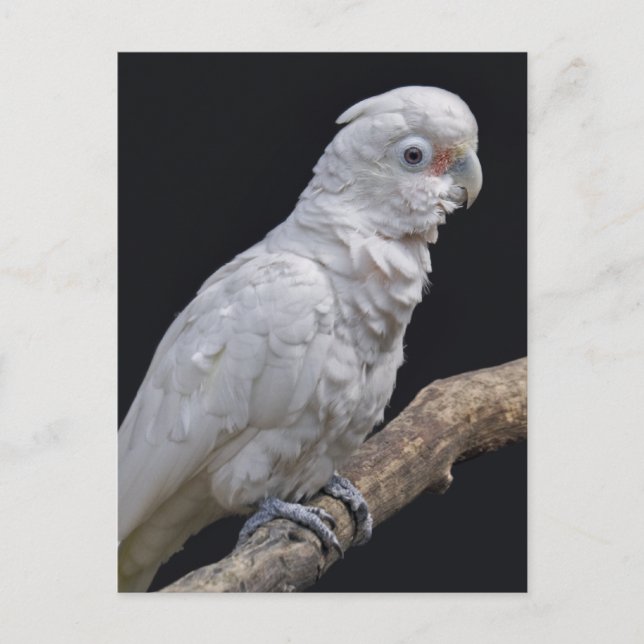 Carte postale Cockatoo de Goffin (Devant)