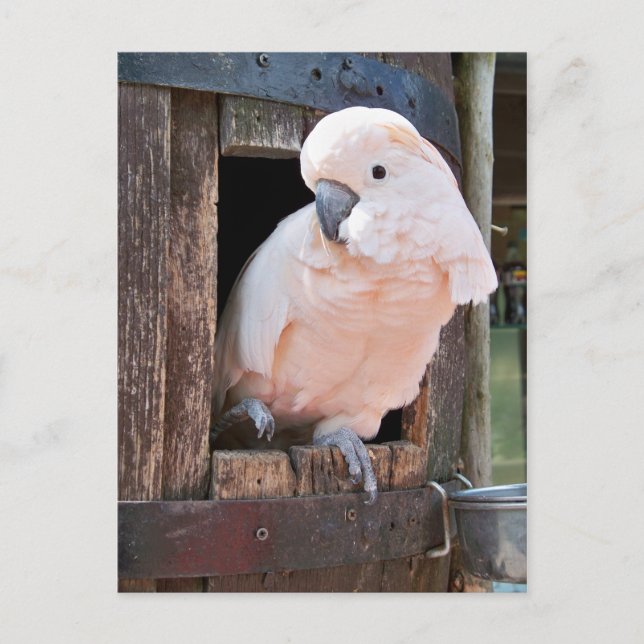 Carte Postale Cockatoo Moluccan (Devant)