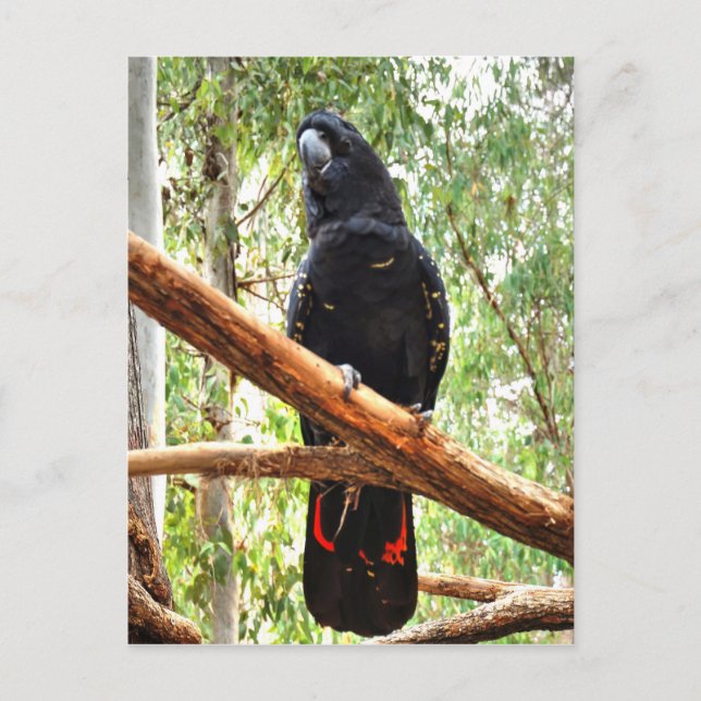 CARTE POSTALE COCKATOO NOIR QUEENSLAND AUSTRALIE (Devant)
