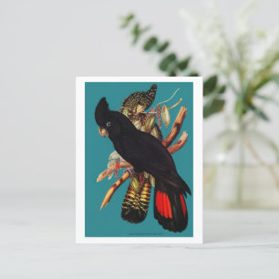 Carte Postale Cockatoo noir vintage Elizabeth Gould 1800s Pos