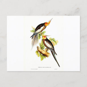 Carte Postale Cockatoo Parakeet