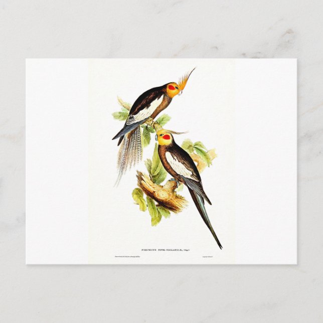 Carte Postale Cockatoo Parakeet (Devant)