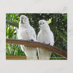 Carte Postale Cockatoos à pois de soufre