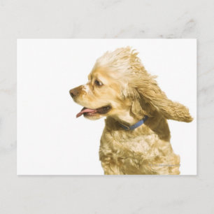 Carte Postale Cocker Spaniel