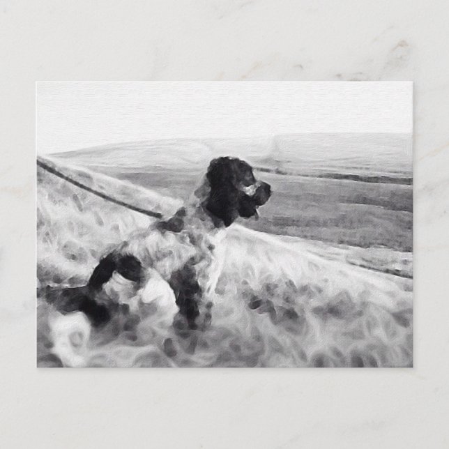 Carte Postale Cocker Spaniel (Devant)