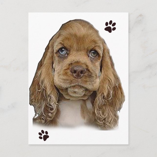 Carte Postale Cocker Spaniel (Devant)