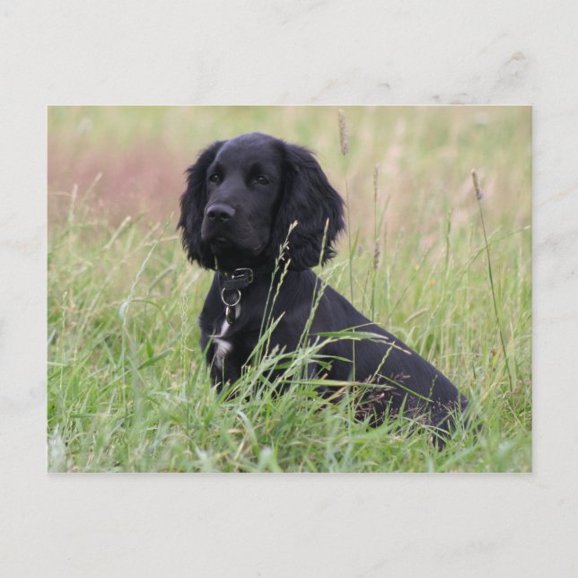Carte Postale cocker spaniel (Devant)