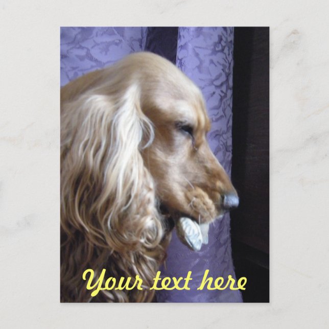Carte Postale Cocker Spaniel (Devant)