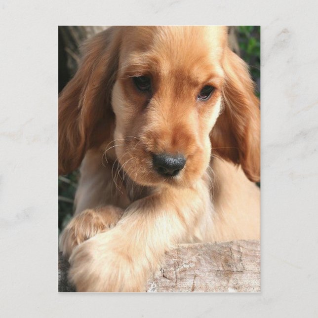 Carte postale Cocker Spaniel (Devant)