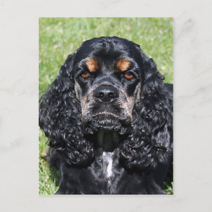 Carte Postale Cocker Spaniel