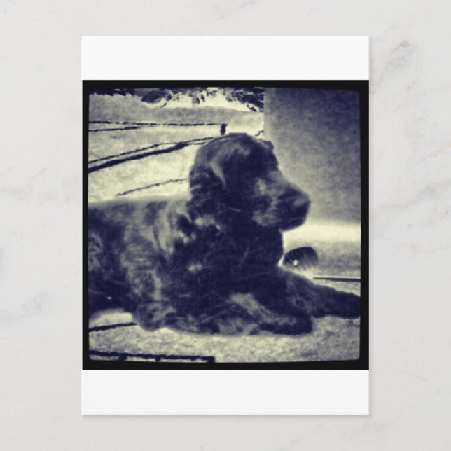 Carte Postale Cocker Spaniel (Devant)