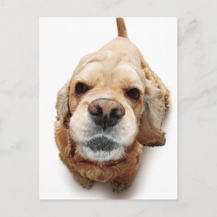 Carte Postale Cocker Spaniel