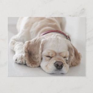 Carte Postale Cocker spaniel chien dormir