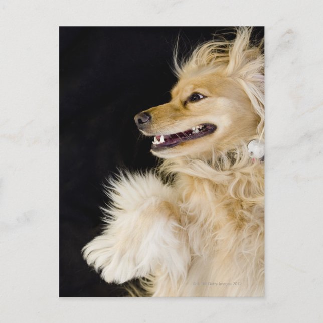 Carte Postale cocker spaniel mix sur son dos (Devant)