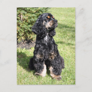 Carte Postale Cocker Spaniel Photo