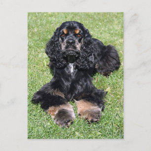 Carte Postale Cocker Spaniel Photo