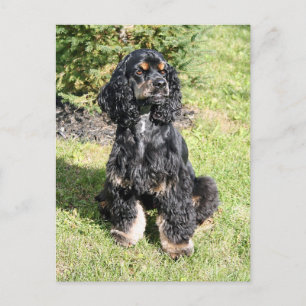 Carte Postale Cocker Spaniel Photo